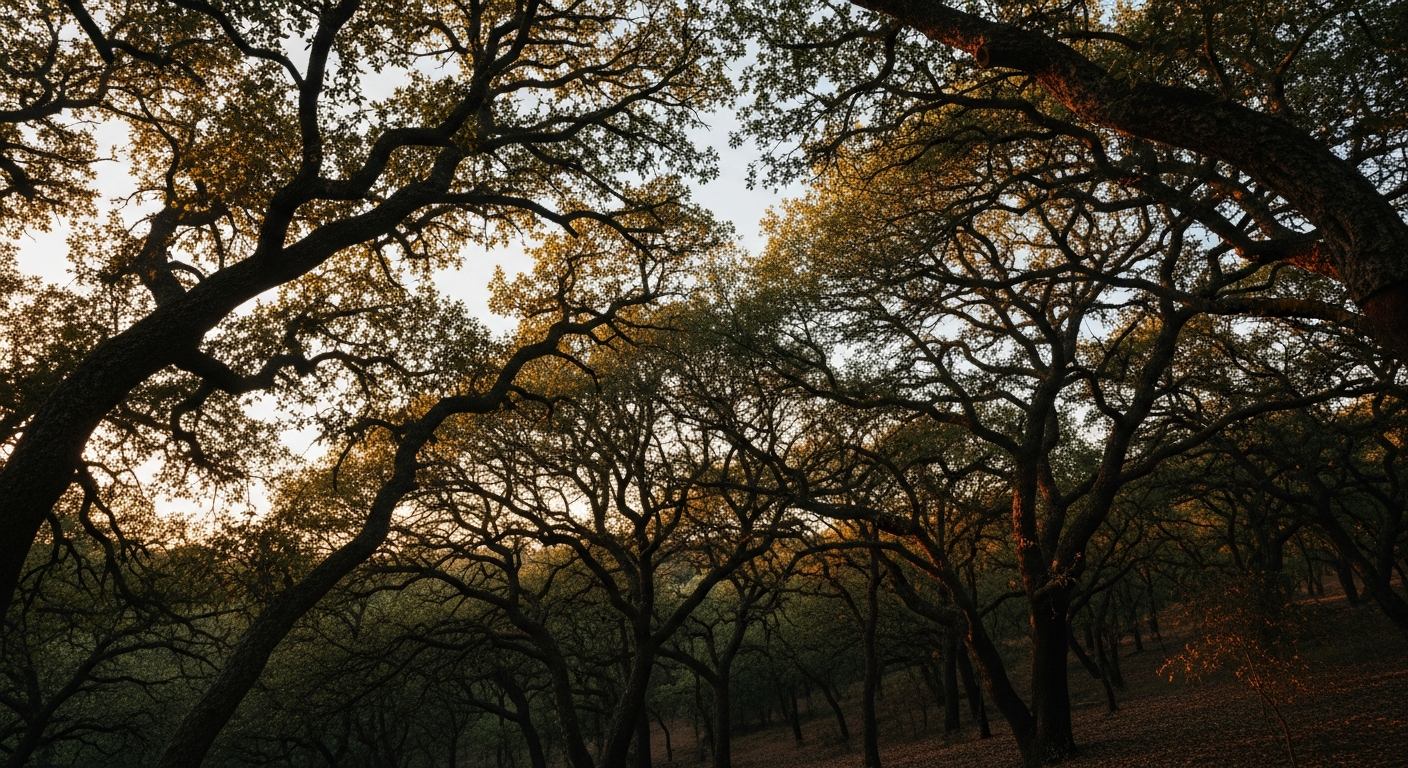 05-hero-light-through-cork-canopy.png